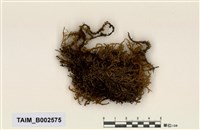 藏品(灰苔屬)的圖片